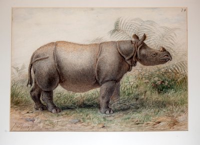 Javanisches Nashorn, 1874 von Joseph Wolf